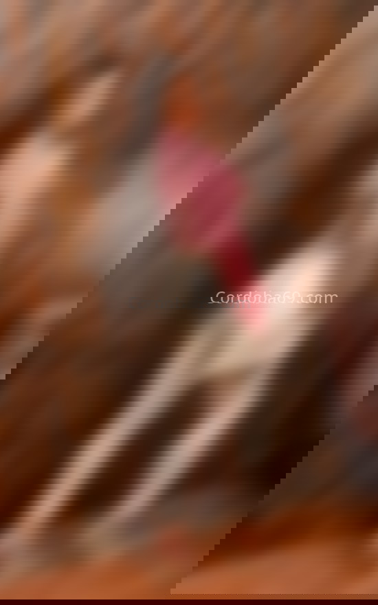 Shaira, chica trans carismática. 663141929. Citas en CÓRDOBA, CÓRDOBA. www.cordoba69.com.