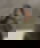 614621454